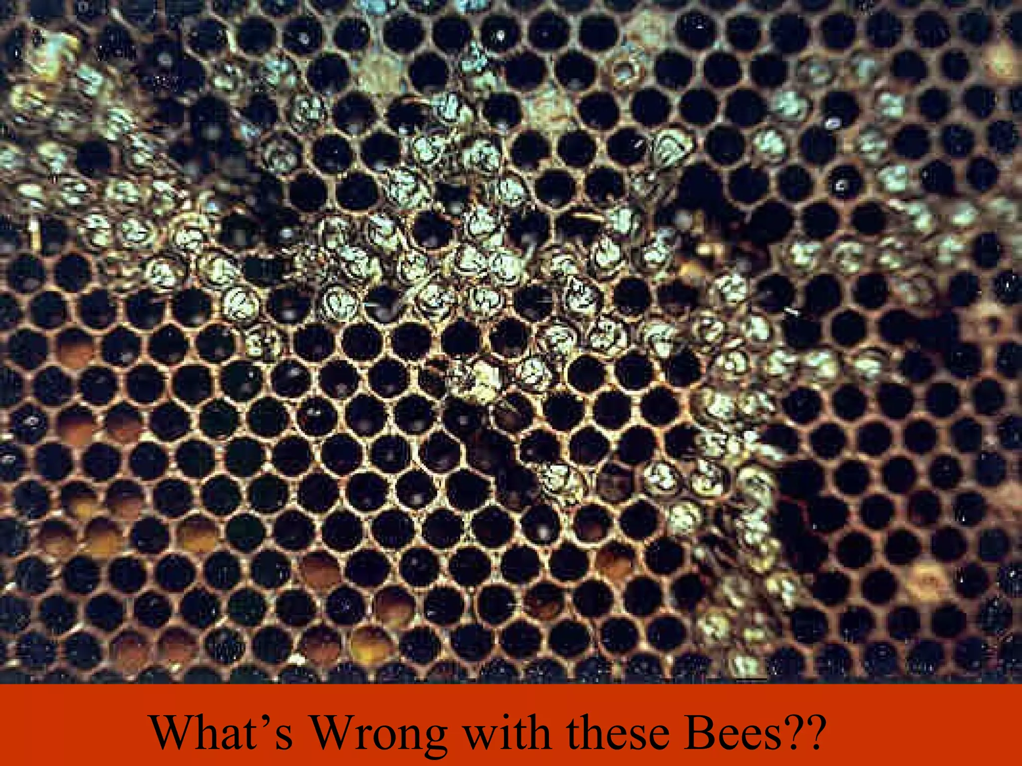 What’s Wrong with these Bees??
 