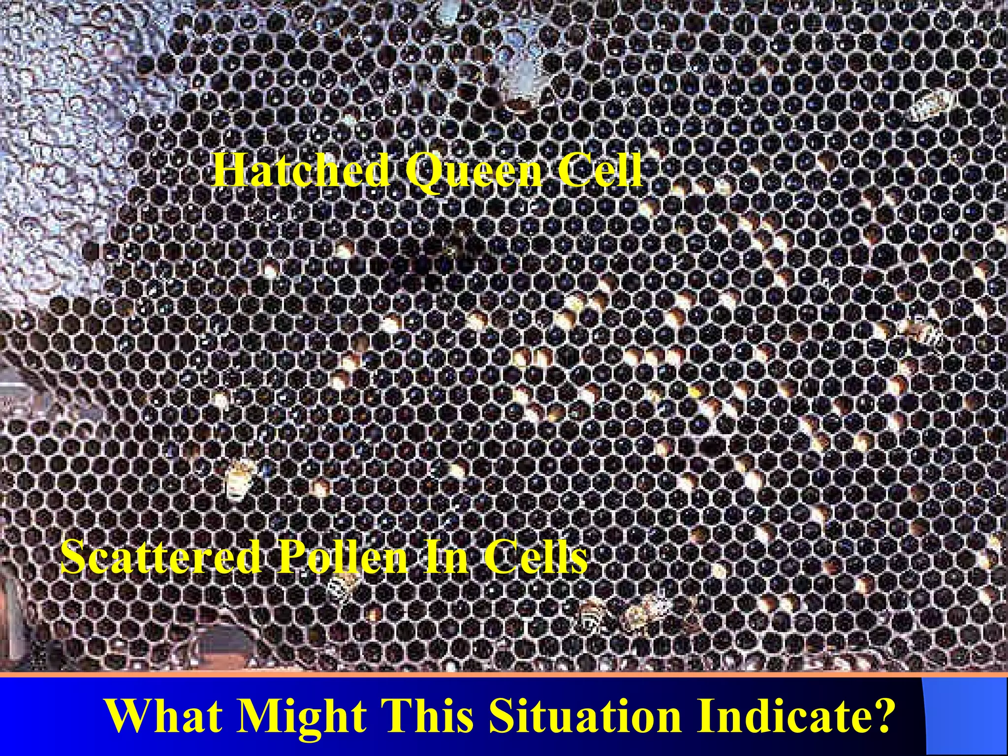 Hatched Queen Cell




Scattered Pollen In Cells


  What Might This Situation Indicate?
 