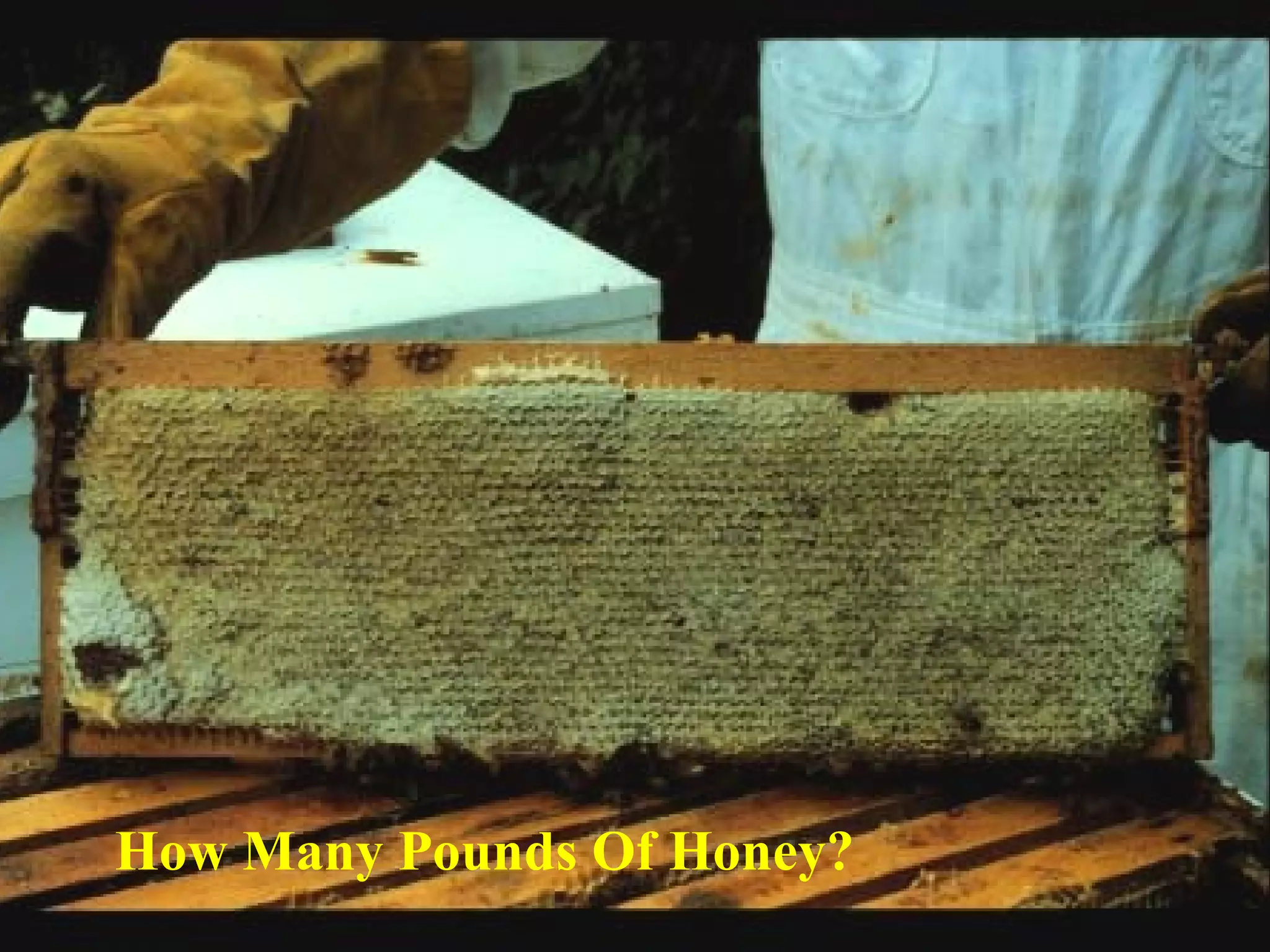 How Many Pounds Of Honey?
 