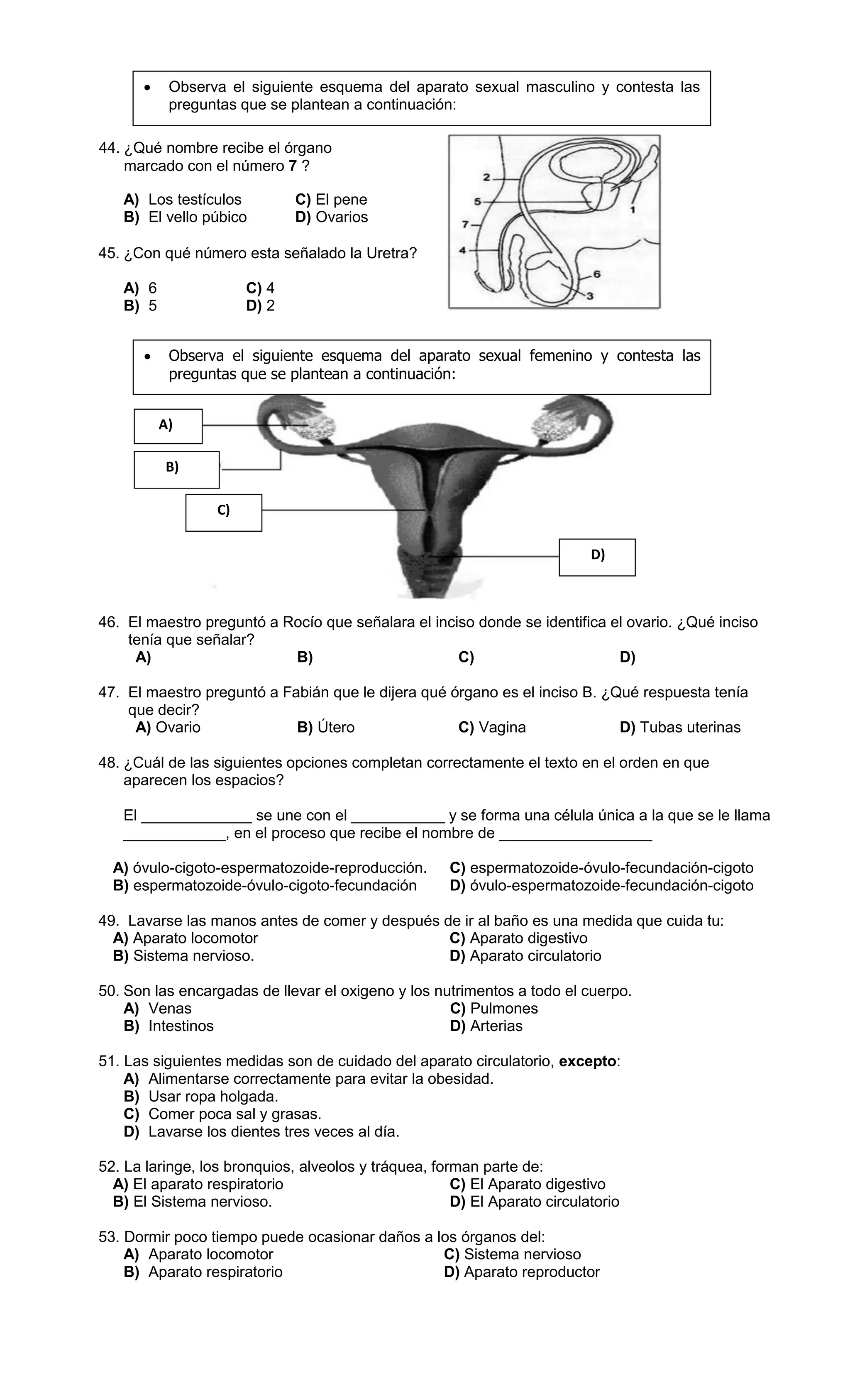 A) Los testículos C) El pene
B) El vello púbico D) Ovarios
45. ¿Con qué número esta señalado la Uretra?
A) 6 C) 4
B) 5 D) 2
46. El maestro preguntó a Rocío que señalara el inciso donde se identifica el ovario. ¿Qué inciso
tenía que señalar?
A) B) C) D)
47. El maestro preguntó a Fabián que le dijera qué órgano es el inciso B. ¿Qué respuesta tenía
que decir?
A) Ovario B) Útero C) Vagina D) Tubas uterinas
48. ¿Cuál de las siguientes opciones completan correctamente el texto en el orden en que
aparecen los espacios?
El _____________ se une con el ___________ y se forma una célula única a la que se le llama
____________, en el proceso que recibe el nombre de __________________
A) óvulo-cigoto-espermatozoide-reproducción. C) espermatozoide-óvulo-fecundación-cigoto
B) espermatozoide-óvulo-cigoto-fecundación D) óvulo-espermatozoide-fecundación-cigoto
49. Lavarse las manos antes de comer y después de ir al baño es una medida que cuida tu:
A) Aparato locomotor C) Aparato digestivo
B) Sistema nervioso. D) Aparato circulatorio
50. Son las encargadas de llevar el oxigeno y los nutrimentos a todo el cuerpo.
A) Venas C) Pulmones
B) Intestinos D) Arterias
51. Las siguientes medidas son de cuidado del aparato circulatorio, excepto:
A) Alimentarse correctamente para evitar la obesidad.
B) Usar ropa holgada.
C) Comer poca sal y grasas.
D) Lavarse los dientes tres veces al día.
52. La laringe, los bronquios, alveolos y tráquea, forman parte de:
A) El aparato respiratorio C) El Aparato digestivo
B) El Sistema nervioso. D) El Aparato circulatorio
53. Dormir poco tiempo puede ocasionar daños a los órganos del:
A) Aparato locomotor C) Sistema nervioso
B) Aparato respiratorio D) Aparato reproductor
A)
B)
C)
 Observa el siguiente esquema del aparato sexual masculino y contesta las
preguntas que se plantean a continuación:
 Observa el siguiente esquema del aparato sexual femenino y contesta las
preguntas que se plantean a continuación:
D)
44. ¿Qué nombre recibe el órgano
marcado con el número 7 ?
 