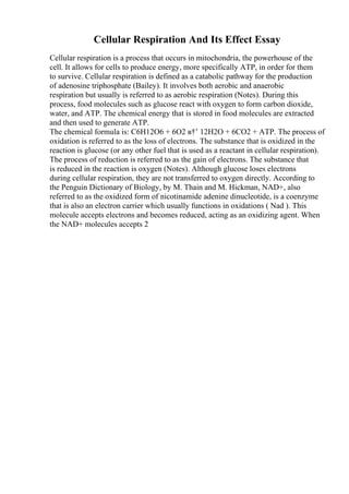 Example Descriptive Essay Person | PDF