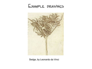 Example drawings
Sedge, by Leonardo da Vinci
 