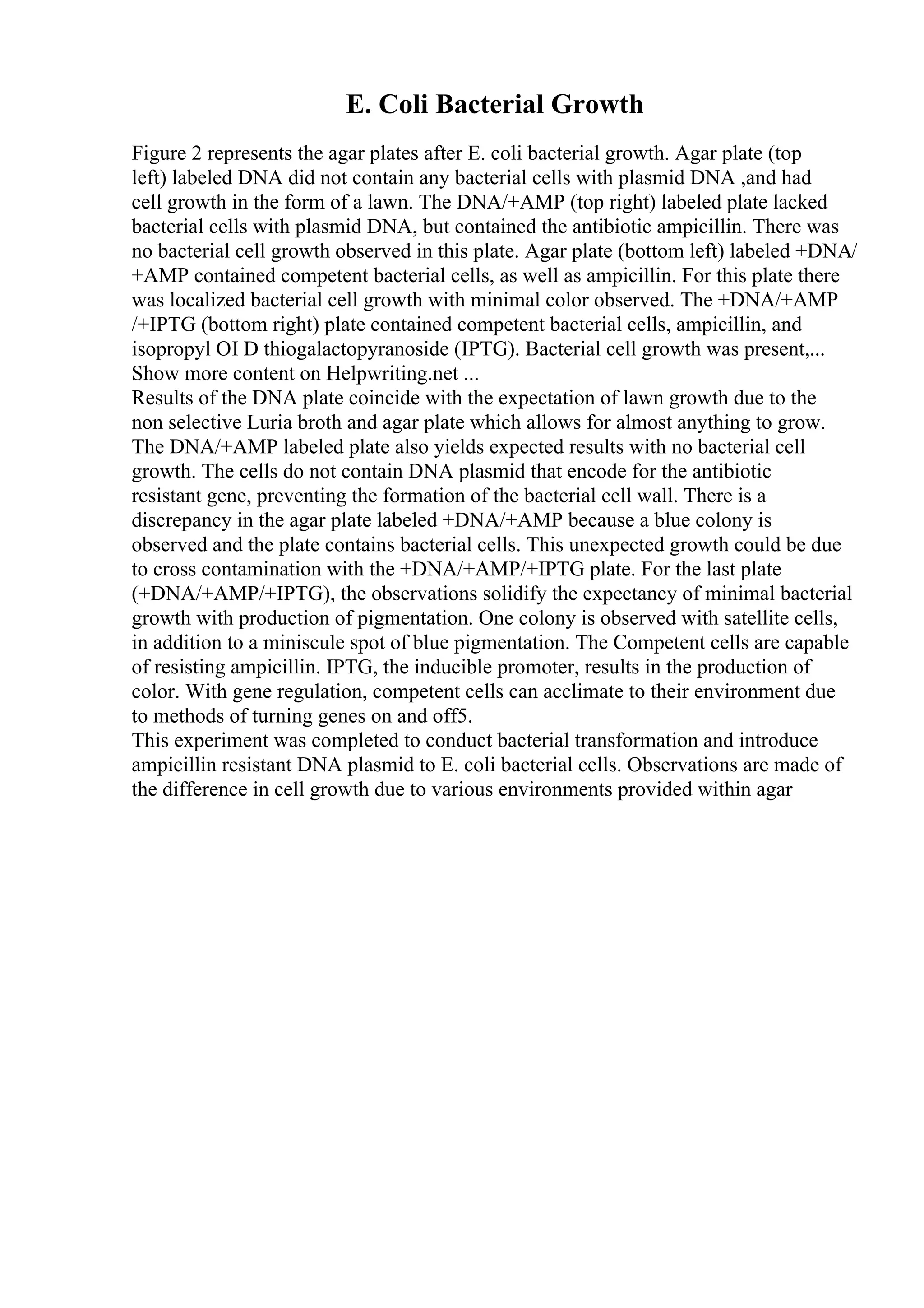 E. Coli Bacterial Growth
Figure 2 represents the agar plates after E. coli bacterial growth. Agar plate (top
left) labeled DNA did not contain any bacterial cells with plasmid DNA ,and had
cell growth in the form of a lawn. The DNA/+AMP (top right) labeled plate lacked
bacterial cells with plasmid DNA, but contained the antibiotic ampicillin. There was
no bacterial cell growth observed in this plate. Agar plate (bottom left) labeled +DNA/
+AMP contained competent bacterial cells, as well as ampicillin. For this plate there
was localized bacterial cell growth with minimal color observed. The +DNA/+AMP
/+IPTG (bottom right) plate contained competent bacterial cells, ampicillin, and
isopropyl ОІ D thiogalactopyranoside (IPTG). Bacterial cell growth was present,...
Show more content on Helpwriting.net ...
Results of the DNA plate coincide with the expectation of lawn growth due to the
non selective Luria broth and agar plate which allows for almost anything to grow.
The DNA/+AMP labeled plate also yields expected results with no bacterial cell
growth. The cells do not contain DNA plasmid that encode for the antibiotic
resistant gene, preventing the formation of the bacterial cell wall. There is a
discrepancy in the agar plate labeled +DNA/+AMP because a blue colony is
observed and the plate contains bacterial cells. This unexpected growth could be due
to cross contamination with the +DNA/+AMP/+IPTG plate. For the last plate
(+DNA/+AMP/+IPTG), the observations solidify the expectancy of minimal bacterial
growth with production of pigmentation. One colony is observed with satellite cells,
in addition to a miniscule spot of blue pigmentation. The Competent cells are capable
of resisting ampicillin. IPTG, the inducible promoter, results in the production of
color. With gene regulation, competent cells can acclimate to their environment due
to methods of turning genes on and off5.
This experiment was completed to conduct bacterial transformation and introduce
ampicillin resistant DNA plasmid to E. coli bacterial cells. Observations are made of
the difference in cell growth due to various environments provided within agar
 