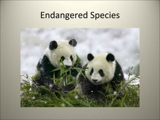 Endangered Species 