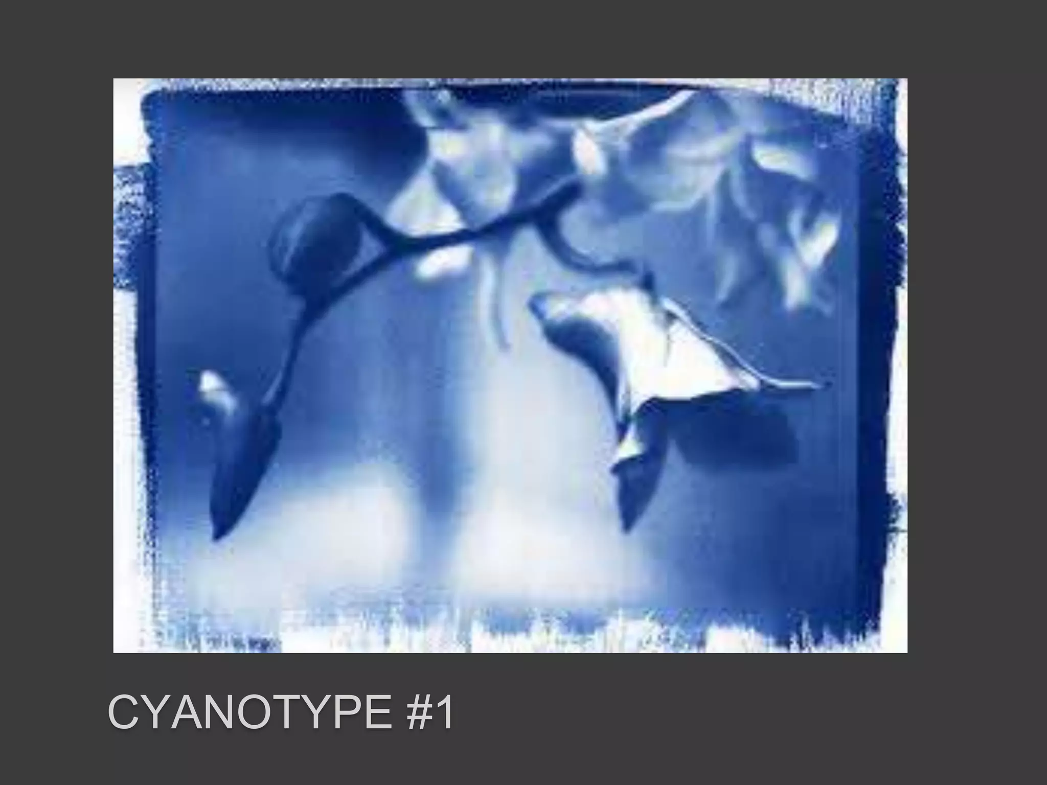 CYANOTYPE #1