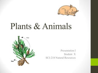 Plants & Animals
Presentation I
Student X
SCI-218 Natural Resources
 