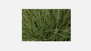Examples of condensation | PPTX