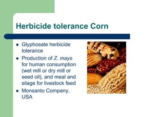 Herbicide tolerance Corn
 Glyphosate herbicide
tolerance
 Production of Z. mays
for human consumption
(wet mill or dry mill or
seed oil), and meal and
silage for livestock feed
 Monsanto Company,
USA
 