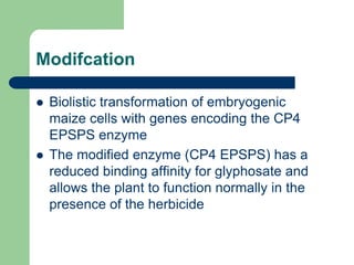 Modifcation
 Biolistic transformation of embryogenic
maize cells with genes encoding the CP4
EPSPS enzyme
 The modified enzyme (CP4 EPSPS) has a
reduced binding affinity for glyphosate and
allows the plant to function normally in the
presence of the herbicide
 