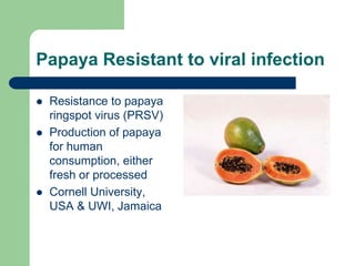 Papaya Resistant to viral infection
 Resistance to papaya
ringspot virus (PRSV)
 Production of papaya
for human
consumption, either
fresh or processed
 Cornell University,
USA & UWI, Jamaica
 