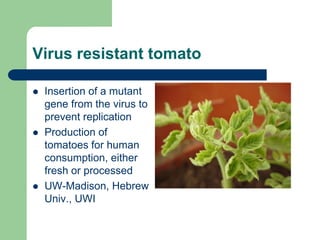 Virus resistant tomato
 Insertion of a mutant
gene from the virus to
prevent replication
 Production of
tomatoes for human
consumption, either
fresh or processed
 UW-Madison, Hebrew
Univ., UWI
 