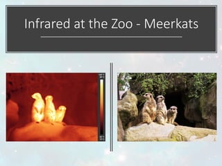 Infrared at the Zoo - Meerkats
 