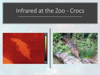 Infrared at the Zoo - Crocs
 