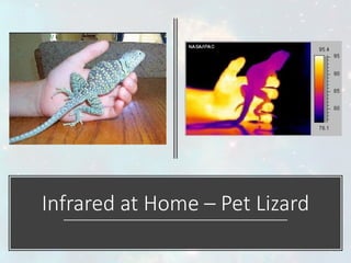 Infrared at Home – Pet Lizard
 