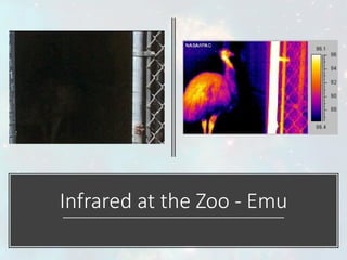 Infrared at the Zoo - Emu
 