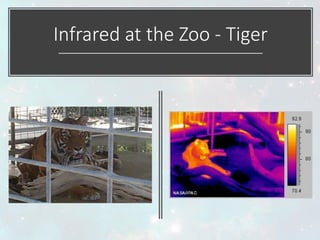 Infrared at the Zoo - Tiger
 