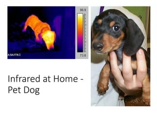Infrared at Home -
Pet Dog
 