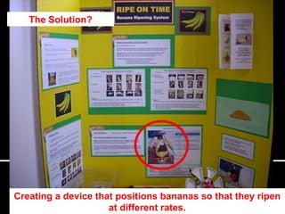 The Solution? Creating a device that positions bananas so that they ripen at different rates. 
