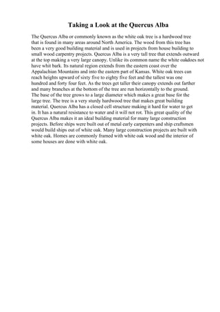 Taking a Look at the Quercus Alba
The Quercus Alba or commonly known as the white oak tree is a hardwood tree
that is found in many areas around North America. The wood from this tree has
been a very good building material and is used in projects from house building to
small wood carpentry projects. Quercus Alba is a very tall tree that extends outward
at the top making a very large canopy. Unlike its common name the white oakdoes not
have whit bark. Its natural region extends from the eastern coast over the
Appalachian Mountains and into the eastern part of Kansas. White oak trees can
reach heights upward of sixty five to eighty five feet and the tallest was one
hundred and forty four feet. As the trees get taller their canopy extends out farther
and many branches at the bottom of the tree are run horizontally to the ground.
The base of the tree grows to a large diameter which makes a great base for the
large tree. The tree is a very sturdy hardwood tree that makes great building
material. Quercus Alba has a closed cell structure making it hard for water to get
in. It has a natural resistance to water and it will not rot. This great quality of the
Quercus Alba makes it an ideal building material for many large construction
projects. Before ships were built out of metal early carpenters and ship craftsmen
would build ships out of white oak. Many large construction projects are built with
white oak. Homes are commonly framed with white oak wood and the interior of
some houses are done with white oak.
 