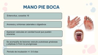 MANO PIE BOCA
Enterovitus, coxackie 16
Anorexia y síntomas catarrales o digestivos
Aparecen vesiculas en cavidad bucal que pueden
ulcerarse
Se acompaña de lesiones vesiculo pustulosas grisáceas
y elípticas 3-7mm no pruriginosas
Período de incubación +/- 3-5 días
 