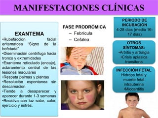 FASE PRODRÓMICA
– Febrícula
– Cefalea
PERIODO DE
INCUBACIÓN
4-28 dias (media 16-
17 dias)
EXANTEMA
•Rubefaccion facial
eritematosa “Signo de la
bofetada”
•Diseminación centrifuga hacia
tronco y extremidades
•Exantema reticulado (encaje),
aclaramiento central de las
lesiones maculares
•Respeta palmas y plantas
•Resolución espontanea sin
descamacion
•Tiende a desaparecer y
aparecer durante 1-3 semanas
•Recidiva con luz solar, calor,
ejercicio y estrés.
OTROS
SÍNTOMAS:
•Artritis y artralgia
•Crisis aplasica
transitoria
INFECCIÓN FETAL
Hidrops fetal y
muerte fetal
intrauterina
•Miocarditis
MANIFESTACIONES CLÍNICAS
 