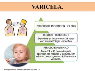 PERIODO DE INCUBACION : 23 DIAS
PERIODO EXANTEMICO
Entre 24 y 48 horas después
aparecen las maculas y pápulas, con
eritema que progresan rápidamente a
vesículas.
PERIODO PODROMICO :
Exantema en las primeras 24 horas
con sintomatologia especifica
Acta pediátrica México, volumen 36 núm.: 5
VARICELA.
 