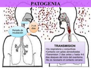 PATOGENIA
TRANSMISION
•Via respiratoria y conjuntivas
•Contacto con gotas aerosolizadas
•Transmision 3 dias antes y hasta 4-6
dias despues del inicio del exantema.
•No es necesario el contacto cercano
Periodo de
incubación
7-14
dias
 