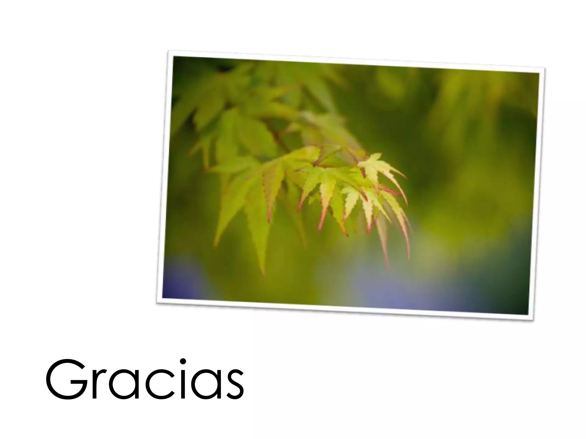 Gracias
 