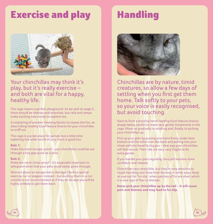 chinchilla care guide