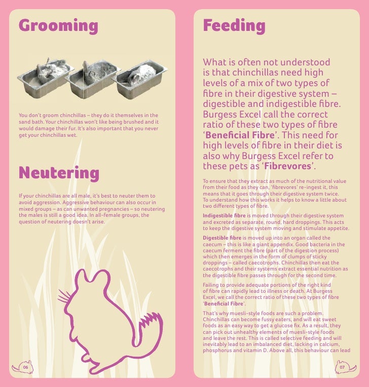 chinchilla care guide