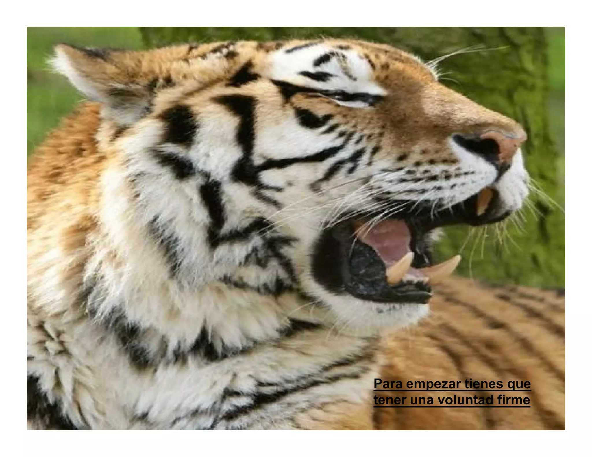 Para empezar tienes que
tener una voluntad firme
 