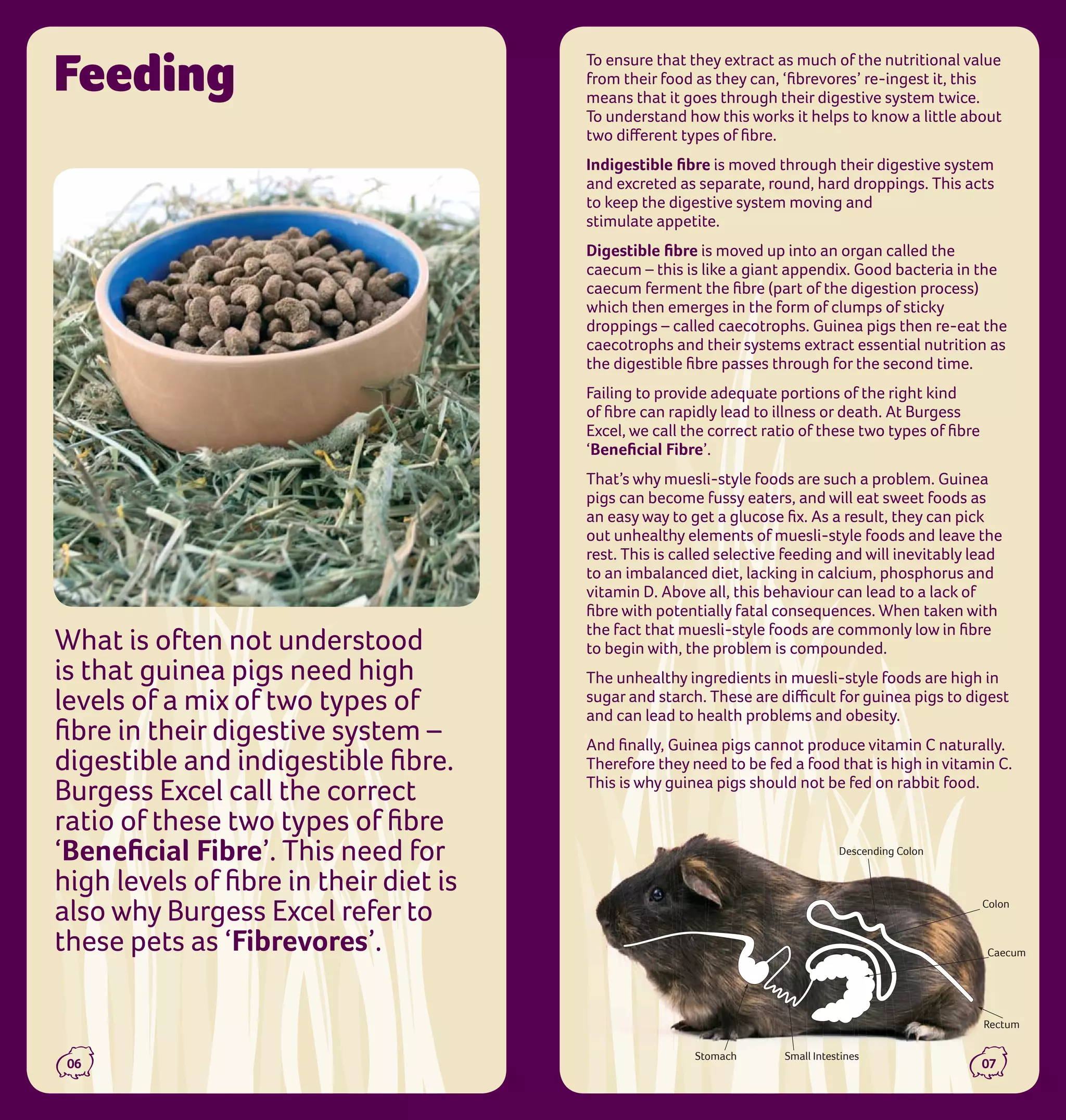 Guinea Pig Care Guide | PDF - High Digestibility Guinea Pig Food