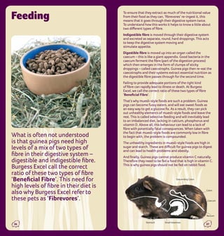 Curated visual reference: From Symptoms To Guinea Pig Diet Gut Reference: Guinea Pig Care Guide