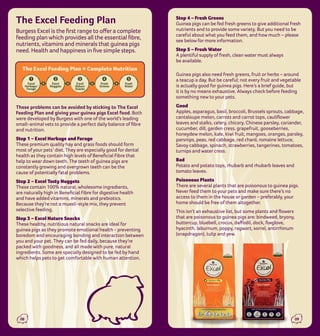 Picture of Guinea Pig Care Guide | PDF