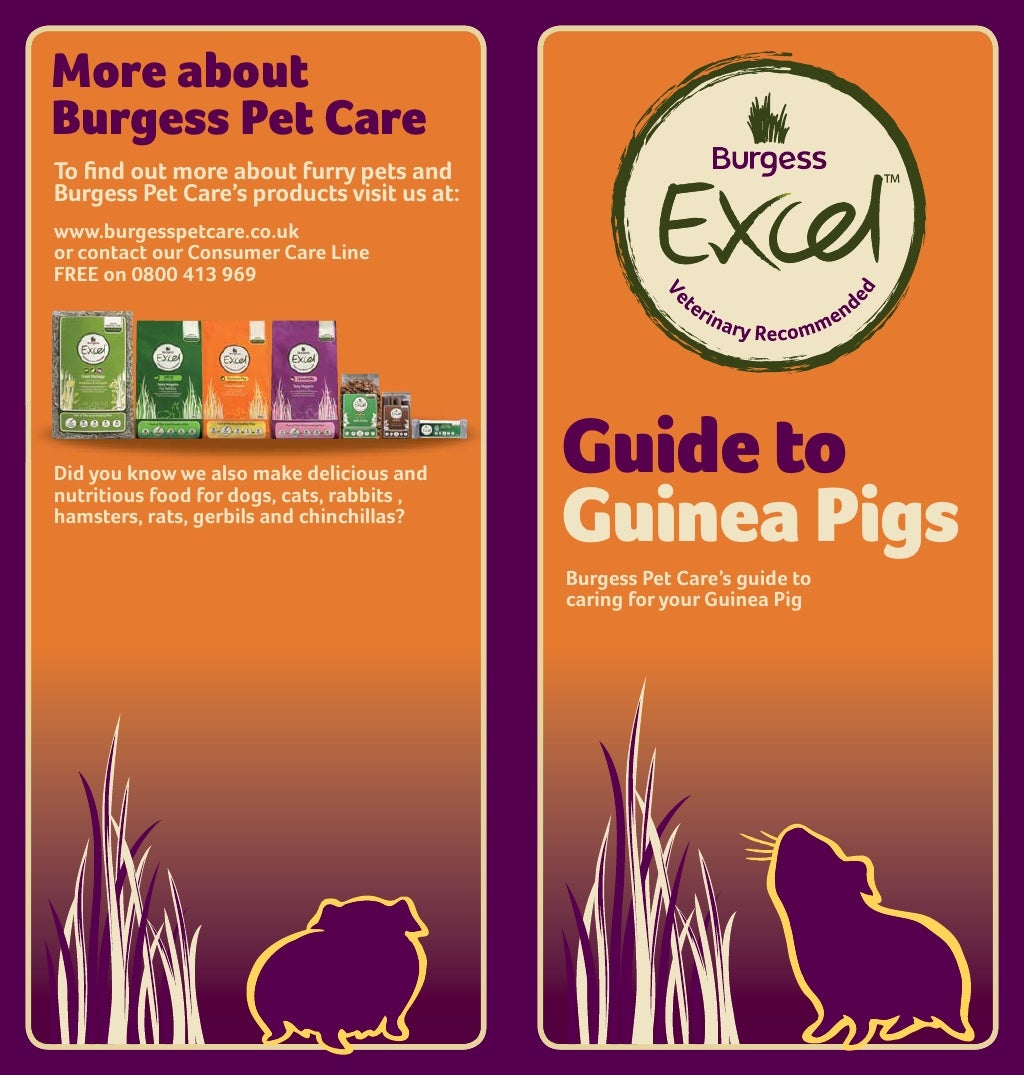Guinea Pig Care Guide