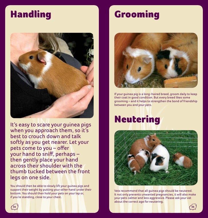 Guinea Pig Care Guide