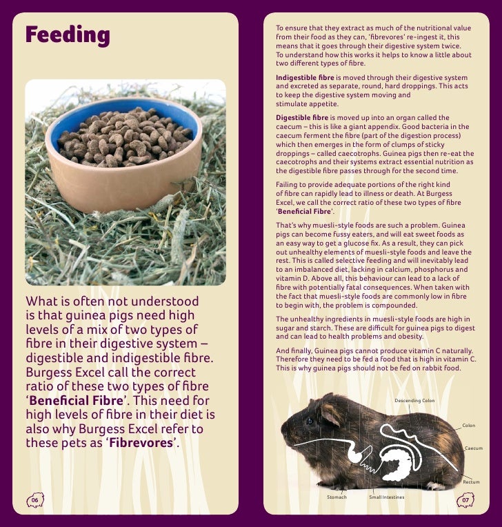 Guinea Pig Care Guide guinea-pig-care-guide
