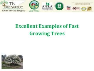 Excellent Examples of Fast
      Growing Trees
 