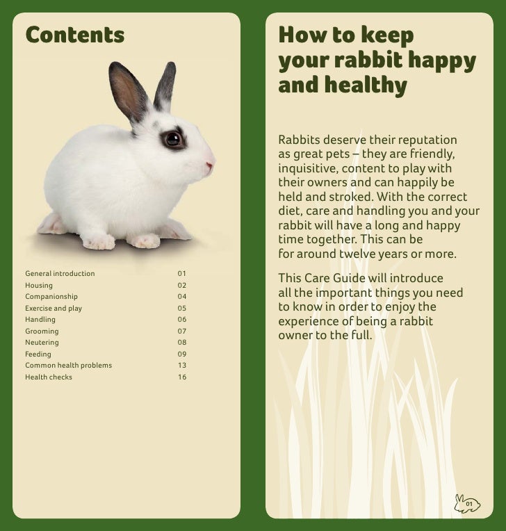Rabbit care | rabbit diet | indoor housing | bunny 