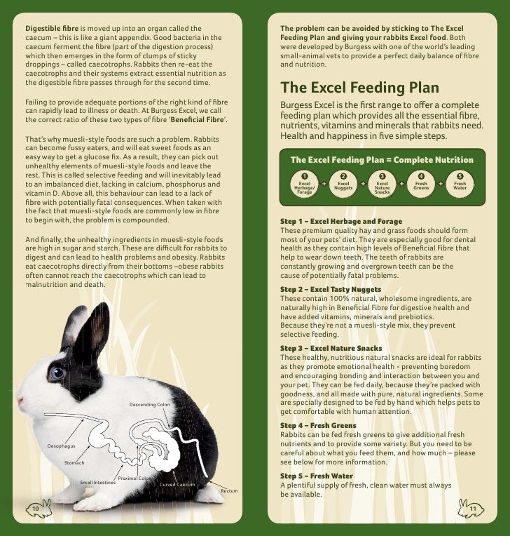 Excel Rabbit Care Guide