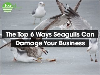 The Top 6 Ways Seagulls Can
Damage Your Business

 