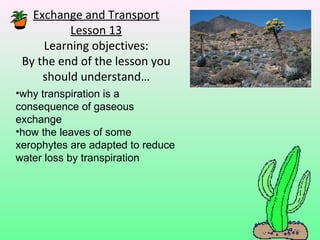 Exchange and Transport
          Lesson 13
     Learning objectives:
 By the end of the lesson you
     should understand…
•why transpiration is a
consequence of gaseous
exchange
•how the leaves of some
xerophytes are adapted to reduce
water loss by transpiration
 