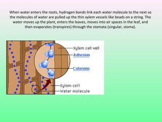 When water enters the roots, hydrogen bonds link each water molecule to the next so
the molecules of water are pulled up the thin xylem vessels like beads on a string. The
  water moves up the plant, enters the leaves, moves into air spaces in the leaf, and
        then evaporates (transpires) through the stomata (singular, stoma).
 