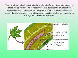 There are hundreds of stomata in the epidermis of a leaf. Most are located in
    the lower epidermis. This reduces water loss because the lower surface
  receives less solar radiation than the upper surface. Each stoma allows the
carbon dioxide necessary for photosynthesis to enter, while water evaporates
                        through each one in transpiration.
 