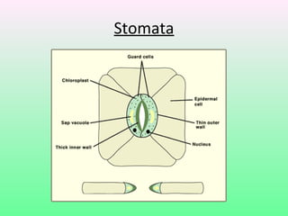 Stomata
 