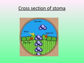 Cross section of stoma
 