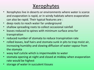 Xerophytes
• Xerophytes live in deserts or environments where water is scarce
  and evaporation is rapid, or in windy habitats where evaporation
  can also be rapid. Their typical features are :
• deep roots to reach water far underground
• shallow spreading roots to collect occasional rainfall
• leaves reduced to spines with minimum surface area for
  transpiration
• reduced number of stomata to reduce transpiration rate
• rolled leaves, leaf hairs and stomata sunk in pits to trap moist air,
  increasing humidity and slowing diffusion of water vapour from
  the stomata
• waxy leaf cuticle which is impermeable to water
• stomata opening at night and closed at midday when evaporation
  rate would be highest
• storage of water in succulent tissues
 