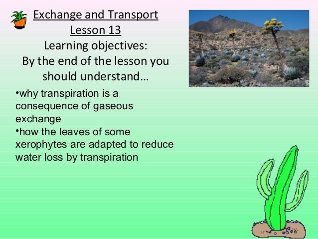 Transpiration In Plants