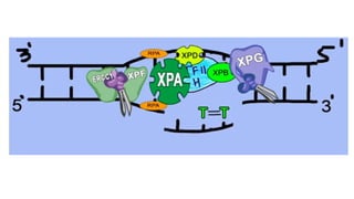 NUCLEOTIDE EXCISION REPAIR IN EUKARYOTES | PPT