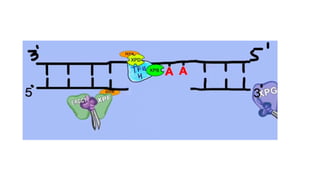 NUCLEOTIDE EXCISION REPAIR IN EUKARYOTES | PPT